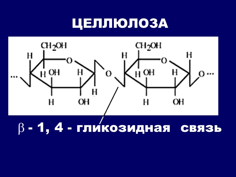 ЦЕЛЛЮЛОЗА b - 1, 4 - гликозидная  связь
